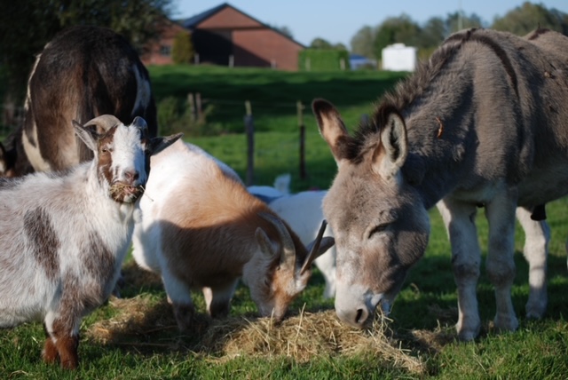 Tom, Jim en de goats thuis bij het Houten Hofke