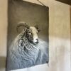 Handgeschilderd Kalkdoek Met Ram (Alleen Afhalen) - Afbeelding 5