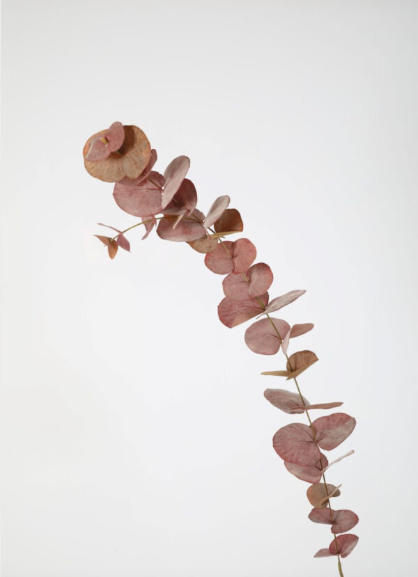 Eucalyptus Kunsttak 118 cm - Afbeelding 5