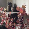 Eucalyptus Kunsttak 118 cm - Afbeelding 2