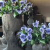 Bosje Van 3 Viooltjes 35 cm - Afbeelding 5