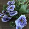 Bosje Van 3 Viooltjes 35 cm - Afbeelding 2