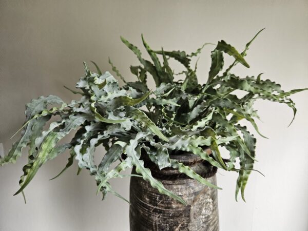 Eucalyptus Bosje 35 cm - Afbeelding 7