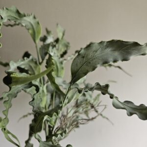 Eucalyptus Bosje 35 cm