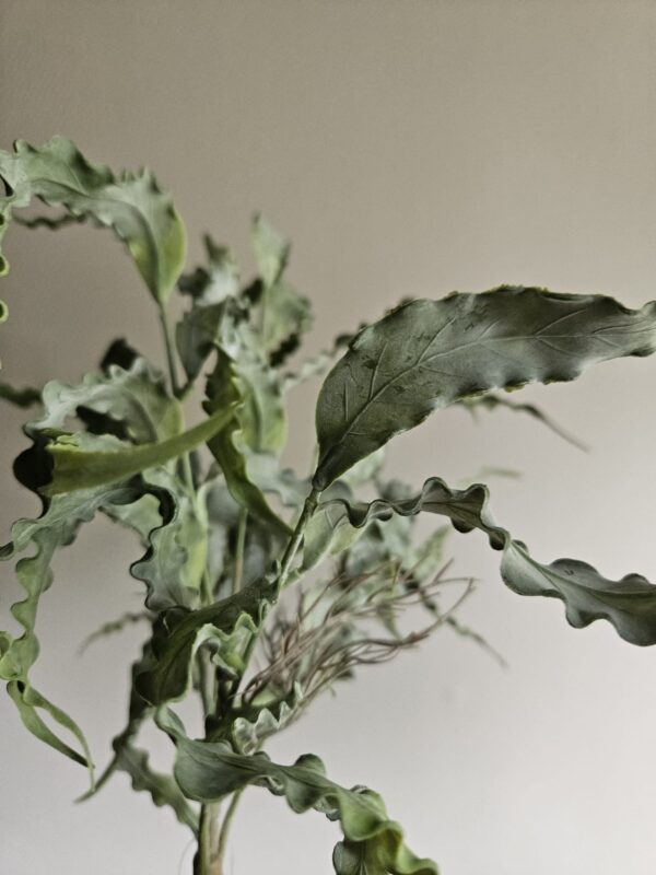 Eucalyptus Bosje 35 cm