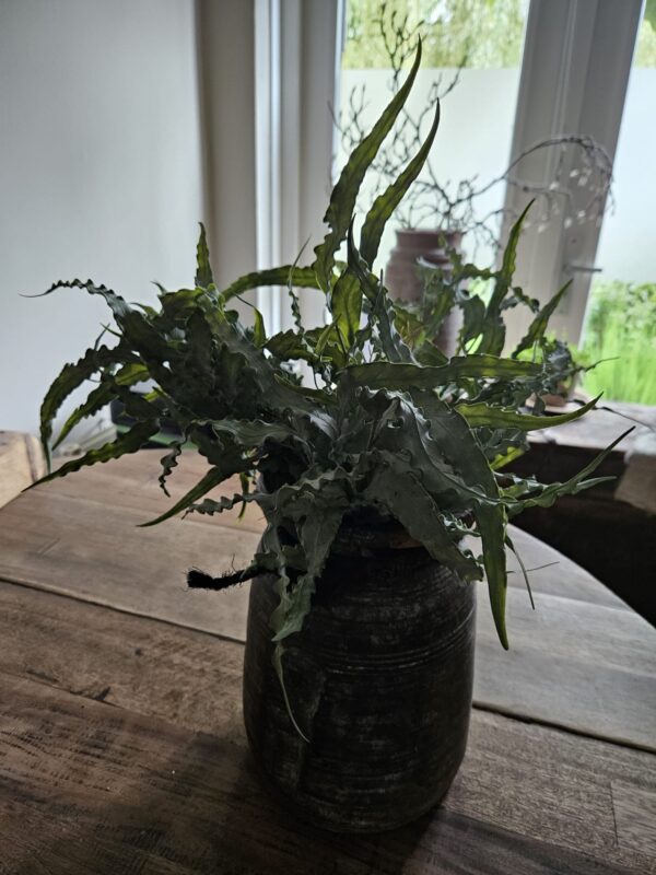 Eucalyptus Bosje 35 cm - Afbeelding 4