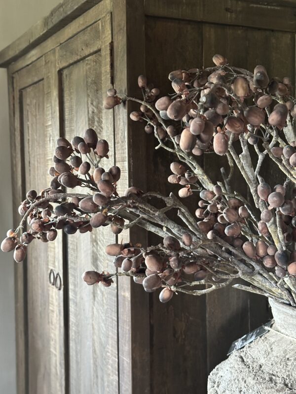 Alnus Grande Brown 92 cm - Afbeelding 3