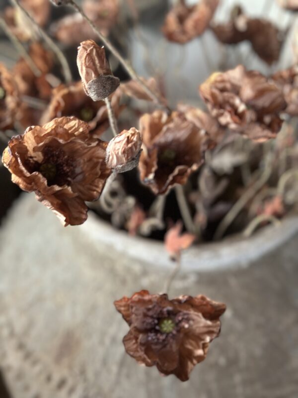 Poppy Bundle Brown - Afbeelding 4