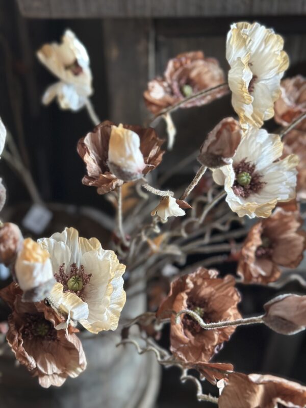 Poppy Bundle Brown - Afbeelding 5