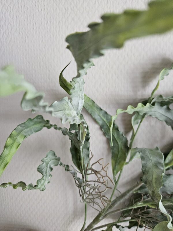Eucalyptus Bosje 35 cm - Afbeelding 3