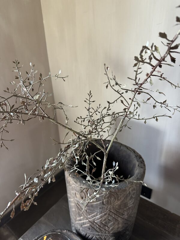 Corokia Spray 104 cm - Afbeelding 4