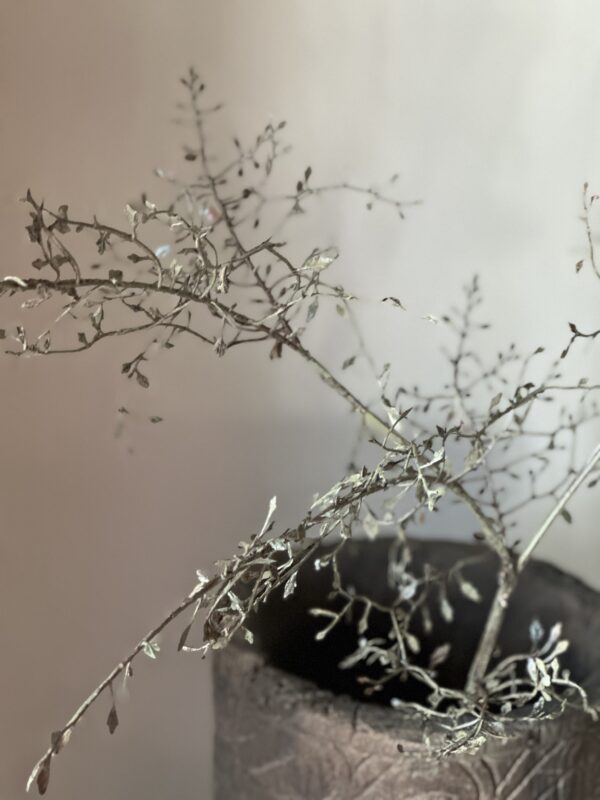 Corokia Spray 104 cm - Afbeelding 7