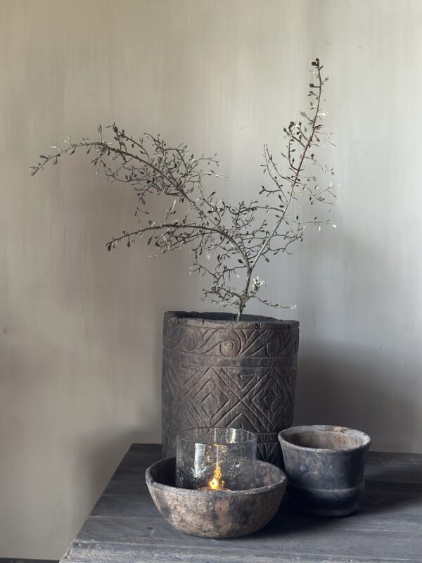 Corokia Spray 104 cm - Afbeelding 2
