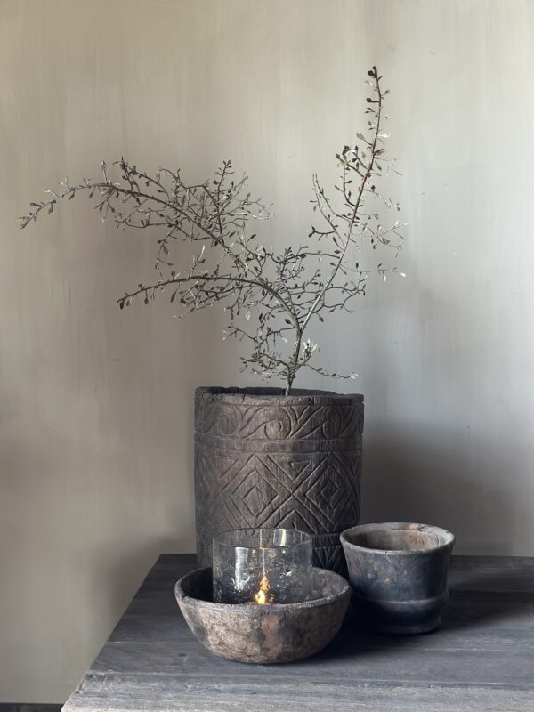 Corokia Spray 104 cm