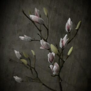 Magnolia Pink 110 cm